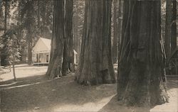 Giant Forest Post Office Postcard