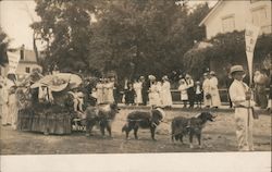 Parade Float Pulled By Dogs Postcard