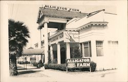 Alligator Farm Postcard