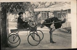 Cawston Ostrich Farm Postcard