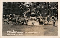 Gene Goebel Youngest animal trainer in the world. Goebel's lion farm Postcard