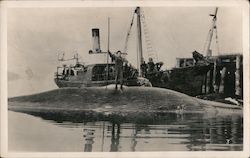 1932 Whaling, Martinez Bay Postcard