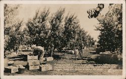 Del Monte peach and apricot ranch Merced, CA Postcard Postcard Postcard