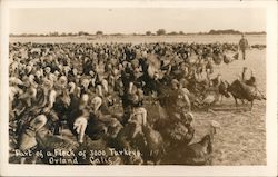 Part of a Flock of 3000 Turkeys Orland, CA Postcard Postcard Postcard