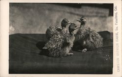 Ostrich Chicks at Cawston Ostrich Farm Postcard