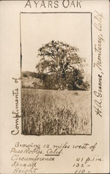 Ayars Oak Tree Postcard
