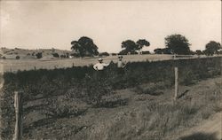 Paso Robles, Calif., 1910 Two men standing in a garden field Postcard