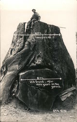Man sitting on stump 11ft 1000 years old. 8ft still sound, after 1000 years on the ground Postcard