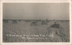 Shocks of Rice in Huge Rice Field Postcard