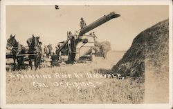 Thrashing Rice - 1913 Richvale, CA Postcard Postcard Postcard