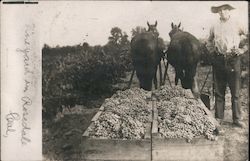 Two horses pulling crates of grapes in a vineyard Postcard
