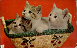 Kittens Greetings From Naples Maine Postcard Postcard