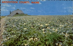 Potato Field in Bloom Maine Postcard Postcard