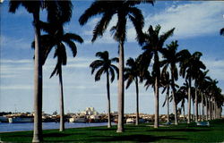 Palm Beach Postcard