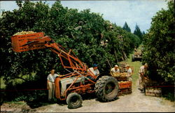 Citrus Harvest In Florida Scenic, FL Postcard Postcard