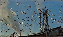 Sardine Canning Factory Postcard