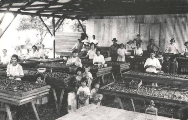 Paul Mariani Cutting Shed Cupertino California