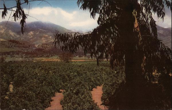 Union Oil Company's Natural Color Scenes of the West California