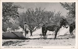 Harvesting Almonds Paso Robles, CA Postcard Postcard Postcard