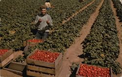 Strawberries - The Crimson Harvest Postcard