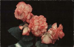 Tuberous Begonia Postcard
