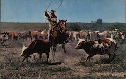 Roping a calf in order to brand him Cowboy Western Postcard Postcard Postcard