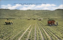 Lettuce Field, Near Watsonville, California Postcard Postcard Postcard