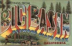 Greetings from BIG BASIN Redwood State Park Postcard