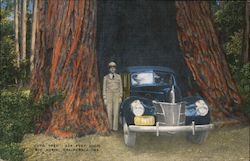 "Auto Tree" 335 Feet High, Big Basin, California Postcard