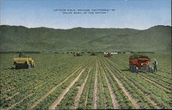 Lettuce Field Salinas, CA Postcard Postcard Postcard