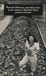 From 60,000 acres, sugar beets arrive by the carload at Spreckels Sugar factories each year Postcard