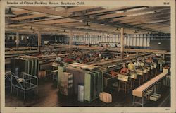 Interior of Citrus Packing House Postcard