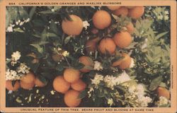 California's Golden Oranges and waxlike blossoms Postcard