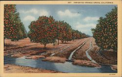 Irrigated Orange Grove Postcard