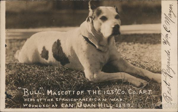 Spanish American War Bull, Mascot of the 125 Co. Co. Art