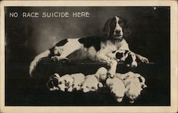 No Race Suicide Here /Mom dog with her puppies photo Postcard