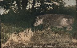 Hippopotamus in the swamp/Photo of hippopotamus Postcard