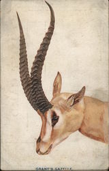 Grant's Gazelle - Picture of gazelle Postcard