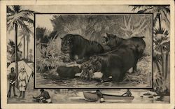 Picture of 4 hippopotamus eating plants near water Postcard
