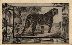 The Leopard is found throughout the African continent and ranks third in the cat family. Postcard