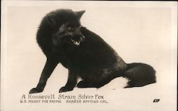 A Roosevelt Strain Silver Fox Postcard