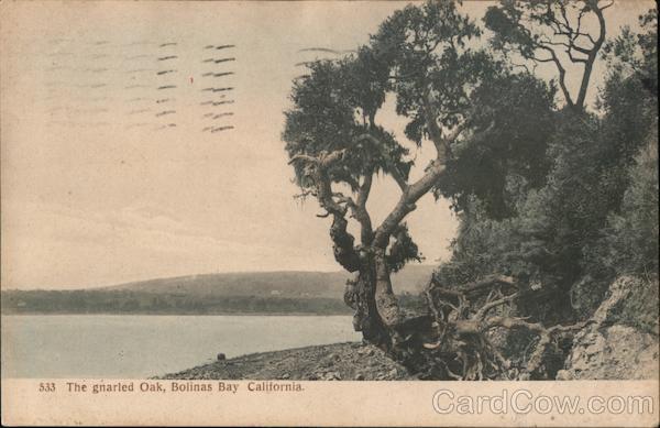 The Gnarled Oak, Bolinas Bay California