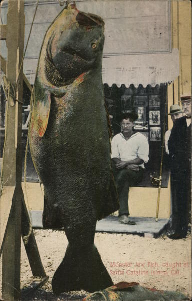 Monster Jew Fish Caught at Santa Catalina Island Los Angeles California