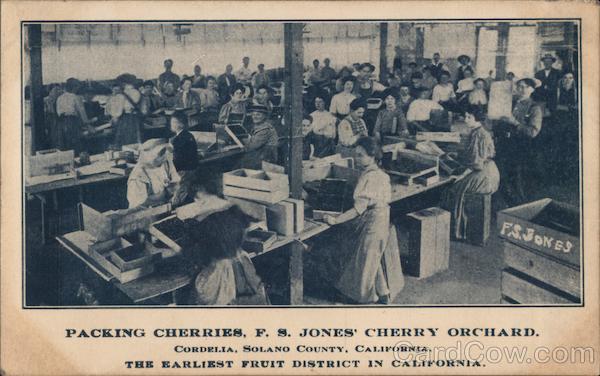 Packing Cherries, F.S. Jones' Cherry Orchard The Earliest Fruit District in California Cordelia