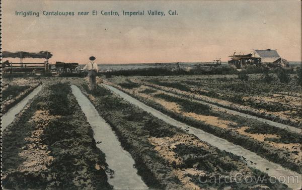 Irrigating Cantaloupes near El Centro, Imperial Valley. California
