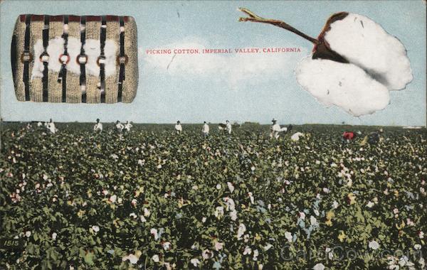 Picking Cotton, Imperial Valley California