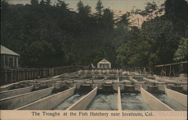 The Troughs at the Fish Hatchery Inverness California