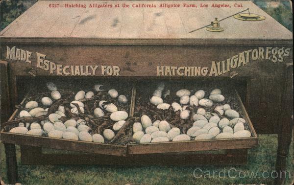 Hatching Alligators at the California Alligator Farm Los Angeles
