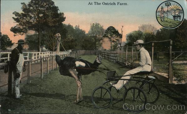 At the Ostrich Farm Pasadena California