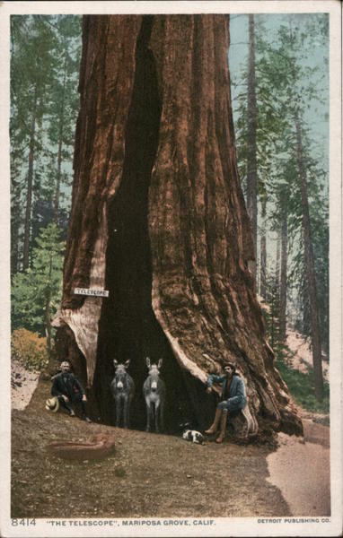 The Telescope, Mariposa Grove Wawona California